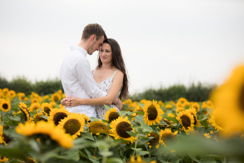 couple standing hugging in sunflowers at pershore confetti fields