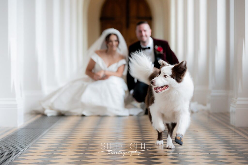 bride and groom crouched with their dog running away in the coisters of stanbrook abbey hotel on their winter wedding day