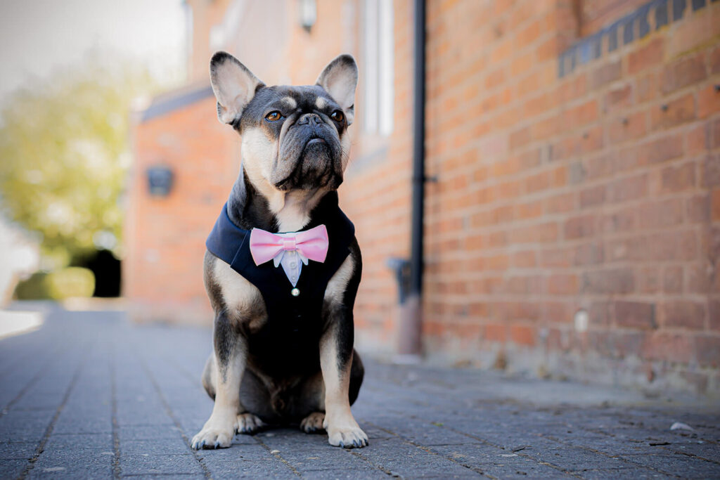 french bulldog wearing pink bowtie on wedding day at wootton park, a dog friendly wedding venue