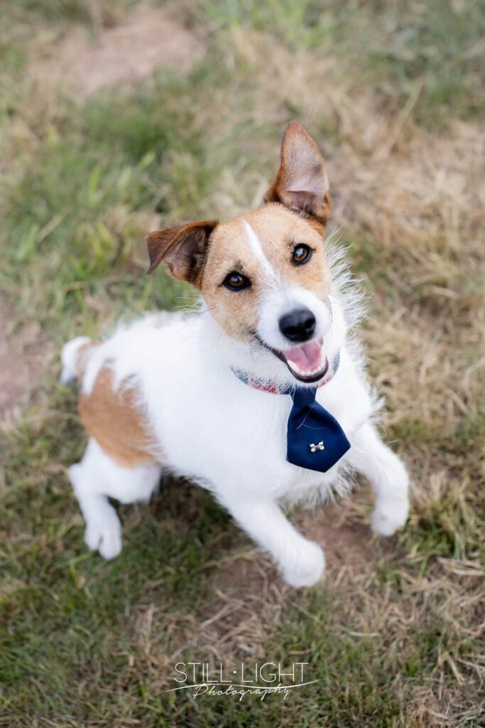 jack russell dog wearing blue bow tie jumping up at camera
