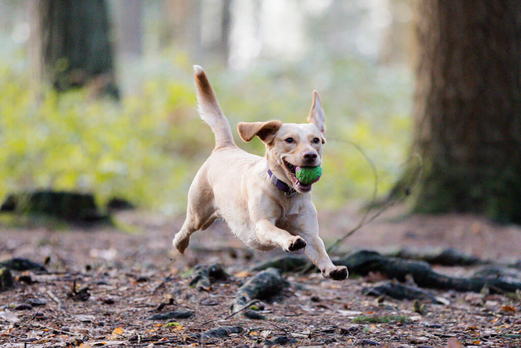 labrador running through woodland with tennis ball in mouth