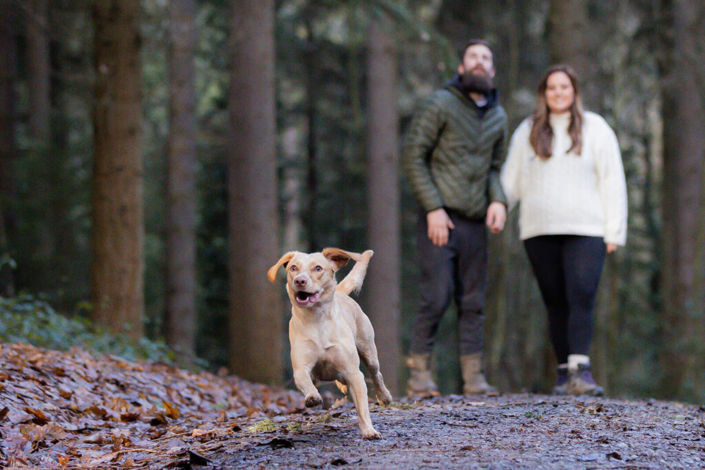 couple on walk in woodland with their labrador running down path in front of them