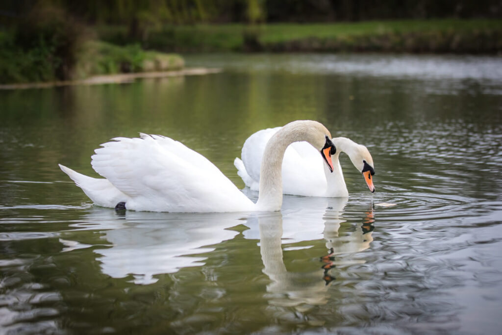 two swans on the lake at wootton park