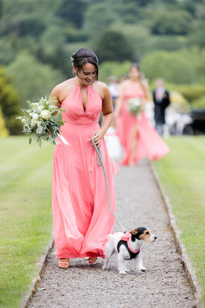 bridesmaid in pink dress walks down the aisle outdoors at Hopton Court leading a little dog